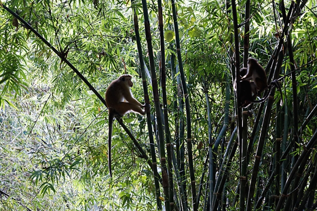 Kandy-Botanical garden-016